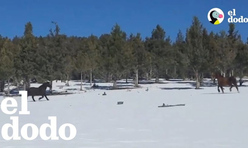 Estos dos caballos tienen un bello reencuentro después de 6 meses