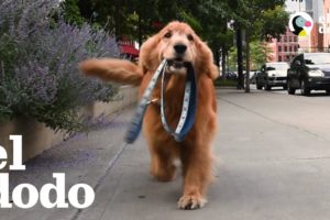 Estos perritos inteligentes son muy independientes