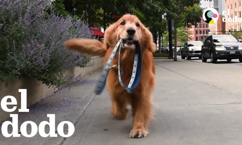 Estos perritos inteligentes son muy independientes