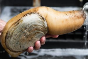 Exotic CHINESE FOOD Feast in Guangzhou! $250 Snake, Geoduck Sashimi and Sea Cucumber!