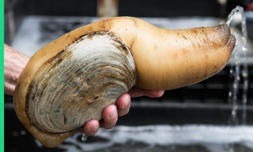 Exotic CHINESE FOOD Feast in Guangzhou! $250 Snake, Geoduck Sashimi and Sea Cucumber!