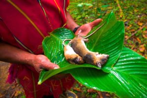 Exotic Rural Thai Cuisine! WARNING: Shows rat catching and cooking scenes