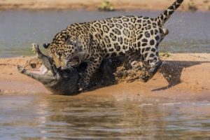 Extreme Animal Attacks Compilation # 5 | Jaguar Attacks Crocodile | Craziest Wild Animal Fights