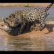 Extreme Animal Attacks Compilation # 5 | Jaguar Attacks Crocodile | Craziest Wild Animal Fights