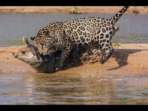 Extreme Animal Attacks Compilation # 5 | Jaguar Attacks Crocodile | Craziest Wild Animal Fights