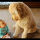 FUN CHALLENGE: Try NOT to laugh - Funny & cute dogs and kids