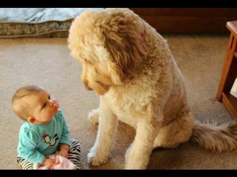 FUN CHALLENGE: Try NOT to laugh - Funny & cute dogs and kids