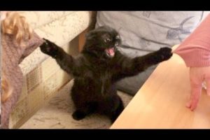 FUNNY ANIMALS: Try not to LAUGH - The FUNNIEST ANIMAL videos