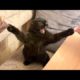 FUNNY ANIMALS: Try not to LAUGH - The FUNNIEST ANIMAL videos