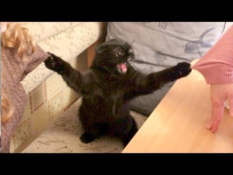 FUNNY ANIMALS: Try not to LAUGH - The FUNNIEST ANIMAL videos