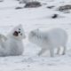 FUNNY Wild Animals Playing in Snow | Top Funny Animals