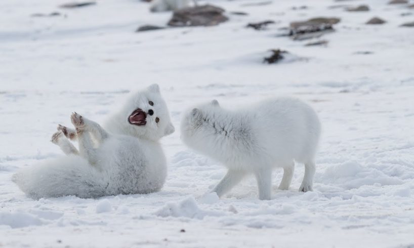 FUNNY Wild Animals Playing in Snow | Top Funny Animals