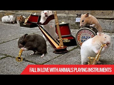 Fall In Love With Animals Playing Instruments