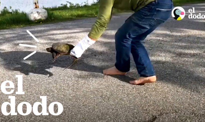 Familia encuentra tortuga que parece dinosaurio | El Dodo