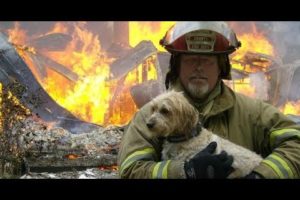 Firefighters Heroes Rescue Animals lives 2018 - Real Life Heroes - Faith In Humanity Restored 2018