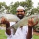 Fish biryani Recipe || Simple and Easy Fried Fish Biryani Recipe || Nawabs Kitchen