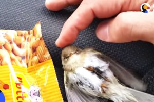 Freezing Bird Trapped on Car Roof Rescued by Perfect Guy | The Dodo