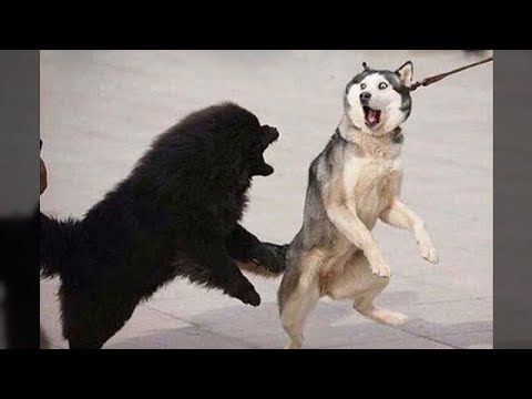 Funniest Animals - Awesome cute Pet Animals' Life Videos