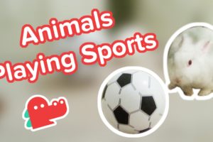 Funniest Animals Playing Sports: Clips Compilation