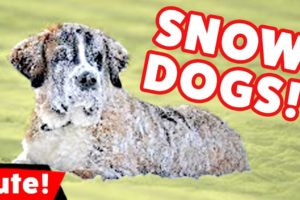 Funniest Dogs Playing In Snow Videos Weekly Compilation 2016 | Kyoot Animals