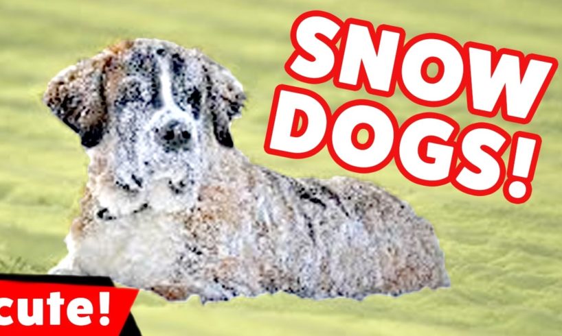 Funniest Dogs Playing In Snow Videos Weekly Compilation 2016 | Kyoot Animals