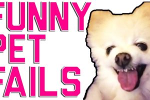 Funny Animal Fails | 2016 Animal Compilation from FailArmy