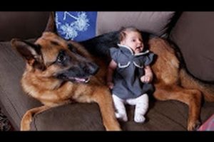 Funny Animals - German Shepherd Dogs Playing with Babies Compilation 2016 - Funny Dogs videos