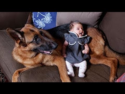 Funny Animals - German Shepherd Dogs Playing with Babies Compilation 2016 - Funny Dogs videos