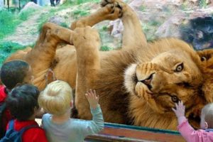 Funny Animals & Kids at the Zoo - Funny Zoo Animals - Funny Animals Trolling Kids and Babies Video
