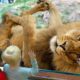 Funny Animals & Kids at the Zoo - Funny Zoo Animals - Funny Animals Trolling Kids and Babies Video