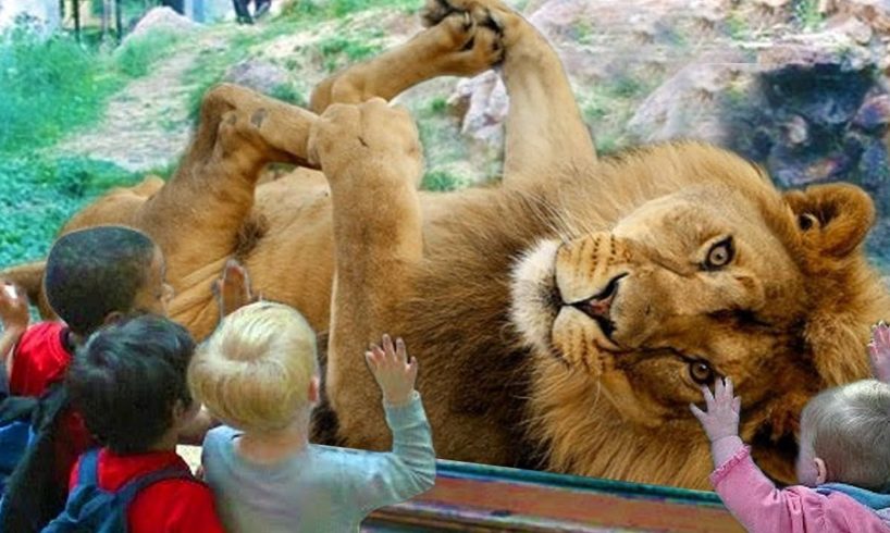 Funny Animals & Kids at the Zoo - Funny Zoo Animals - Funny Animals Trolling Kids and Babies Video