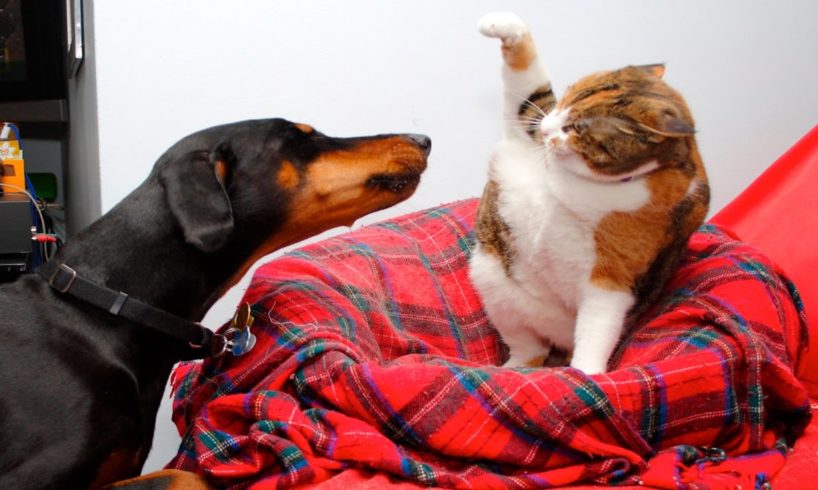 Funny Cats And Dogs Part 5 - Funny Cats vs Dogs - Funny Animals Compilation