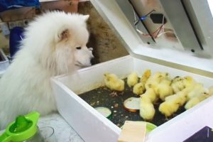 Funny Dogs Meeting Cute Baby Animals [Funny Pets]