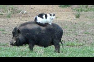 Funny FARM ANIMALS will make you LAUGH EXTREMELY HARD - Funny ANIMAL compilation