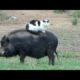 Funny FARM ANIMALS will make you LAUGH EXTREMELY HARD - Funny ANIMAL compilation