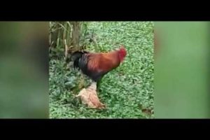 Funny!! Smart Animals Playing Dead to Avoid Trouble