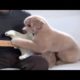 Funny animals playing instruments