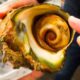 GIANT ALIEN SNAIL in JAPAN!!! Digging Deep in Tokyo's Famous Fish Markets!