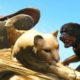 GTA 5 Mods - ANIMAL FIGHT CLUB MOD! (GTA 5 PC Mods)
