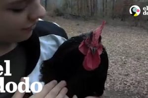 Gallo ama pasar tiempo con su persona favorita