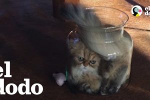 Gato está MUY determinado para entrar en un jarra de cristal
