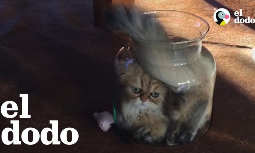 Gato está MUY determinado para entrar en un jarra de cristal
