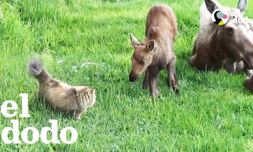 Gato que tiene miedo de todo está obsesionada con los alces