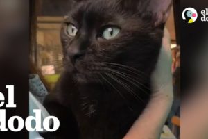Gato refugiado elige a sus nuevos padres