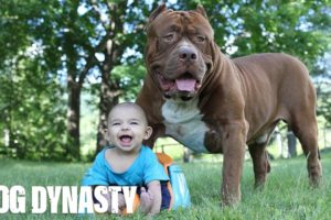 Giant Pit Bull Hulk & The Newborn Baby | DOG DYNASTY