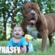 Giant Pit Bull Hulk & The Newborn Baby | DOG DYNASTY