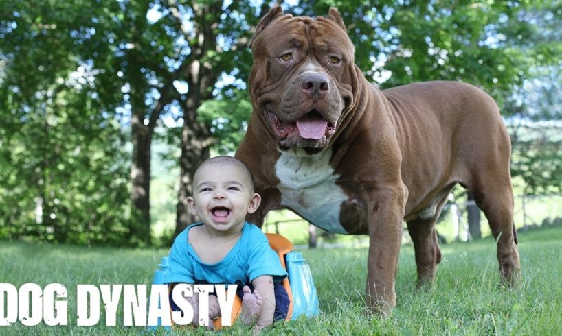 Giant Pit Bull Hulk & The Newborn Baby | DOG DYNASTY
