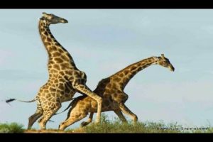 Giraffe Vs Giraffe Deadliest Fight Ever Seen - Nat Geo Wild