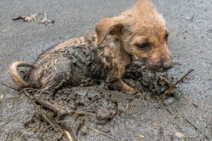 Girl Rescue the Dog stuck in mud give Food and Treatment