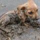 Girl Rescue the Dog stuck in mud give Food and Treatment